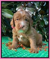 Haven Gambler 4 weeks individual 81