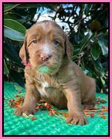 Haven Gambler 4 weeks individual 91