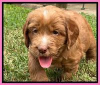 Haven Gambler 5 weeks individual 111