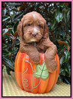 Haven Gambler 5 weeks individual 131