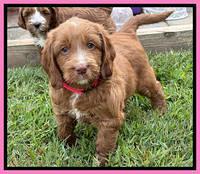 Haven Gambler 6 weeks individual 111