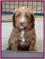 Haven Gambler 6 weeks individual 121