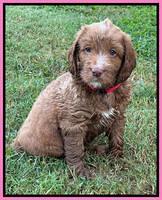 Haven Gambler 6 weeks individual 91