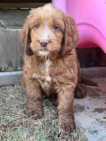 Haven Gambler 7 weeks individual 111