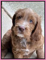 Haven Gambler 7 weeks individual 121