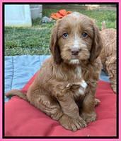 Haven Gambler 7 weeks individual 131