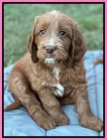 Haven Gambler 7 weeks individual 91