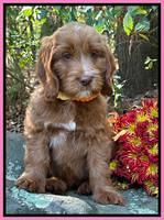 Haven Gambler 8 weeks individual 40382
