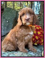 Haven Gambler 8 weeks individual 41382
