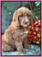 Haven Gambler 8 weeks individual 43382