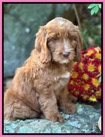 Haven Gambler 8 weeks individual 44382