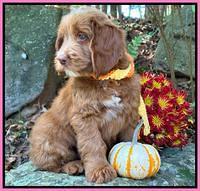 Haven Gambler 8 weeks individual 46382