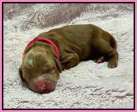 Haven Gambler newborn individual 41