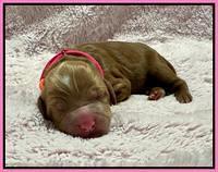 Haven Gambler newborn individual 51