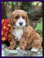 Kable girl: BELLA 8 week weight 9 lb 7 oz