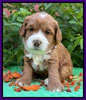 Haven Gambler 4 weeks individual 111