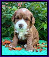 Haven Gambler 4 weeks individual 141