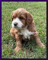 Haven Gambler 5 weeks individual 161