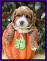 Haven Gambler 5 weeks individual 201