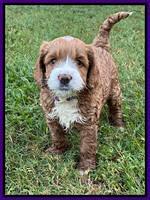 Haven Gambler 6 weeks individual 161