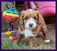 Haven Gambler 6 weeks individual 31