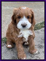 Haven Gambler 7 weeks individual 141