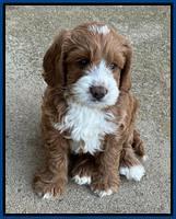 Haven Gambler 7 weeks individual 161