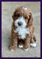 Haven Gambler 7 weeks individual 171
