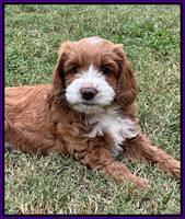 Haven Gambler 7 weeks individual 181