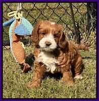 Haven Gambler 7 weeks individual 181