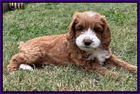Haven Gambler 7 weeks individual 191