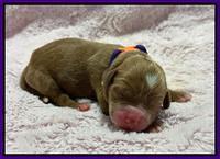Haven Gambler newborn individual 71