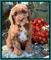 Upton family: SCOUT 8 week weight 11 lb 2 oz