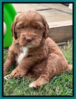 Haven Gambler 5 weeks individual 261