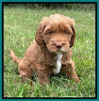 Haven Gambler 6 weeks individual 191