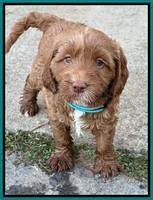 Haven Gambler 6 weeks individual 211