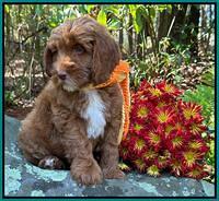 Haven Gambler 8 weeks individual 24382
