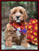Lockwood family: BLAZE 8 week weight: 8 lb 9 oz
