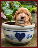 Haven Gambler 3 weeks individual 191