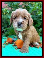 Haven Gambler 4 weeks individual 181