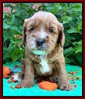 Haven Gambler 4 weeks individual 201