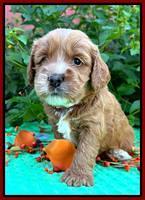 Haven Gambler 4 weeks individual 211