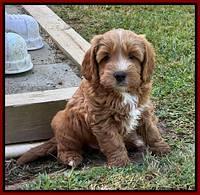 Haven Gambler 7 weeks individual 201