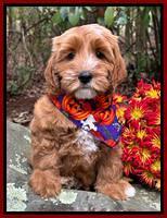 Haven Gambler 8 weeks individual 1382