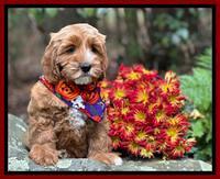 Haven Gambler 8 weeks individual 3382