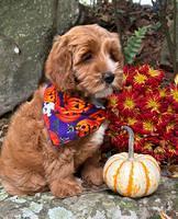 Haven Gambler 8 weeks individual 7382