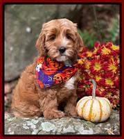 Haven Gambler 8 weeks individual 9382