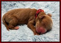 Haven Gambler newborn individual 121