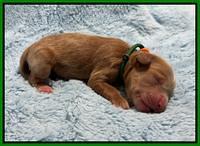 Haven Gambler newborn individual 141