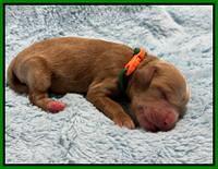 Haven Gambler newborn individual 151